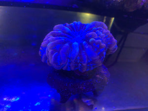 Donut Coral